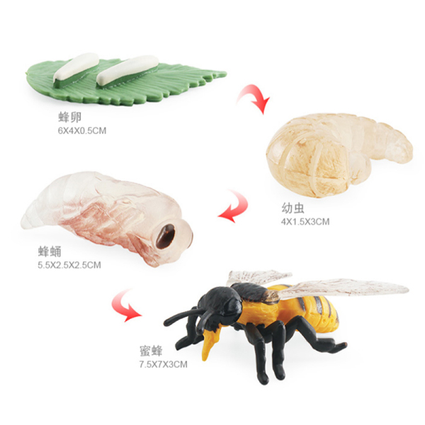 蜜蜂成长周期 塑料