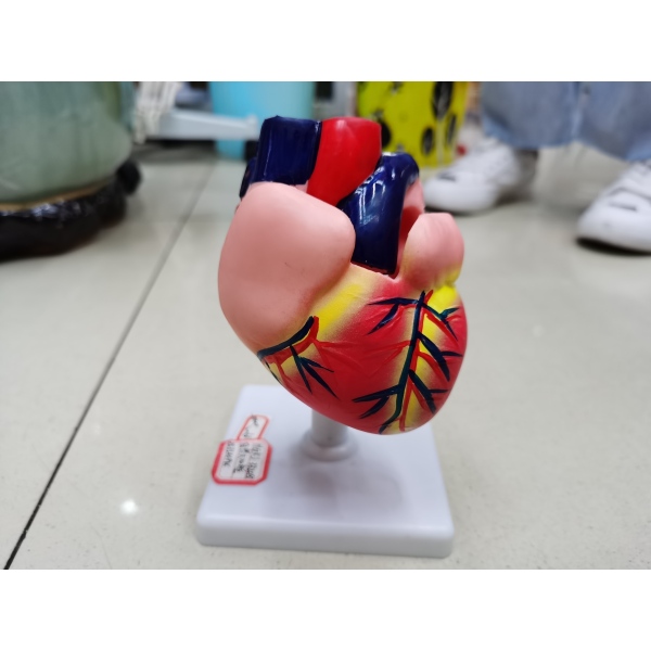 心脏模型 塑料