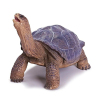 搪胶动物-阿尔达布拉象龟 搪胶