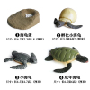 海龟成长周期组合 塑料