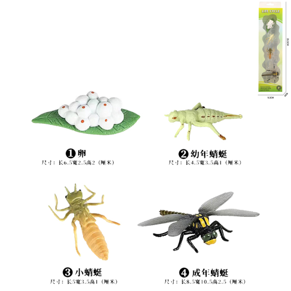 蜻蜓成长周期 塑料