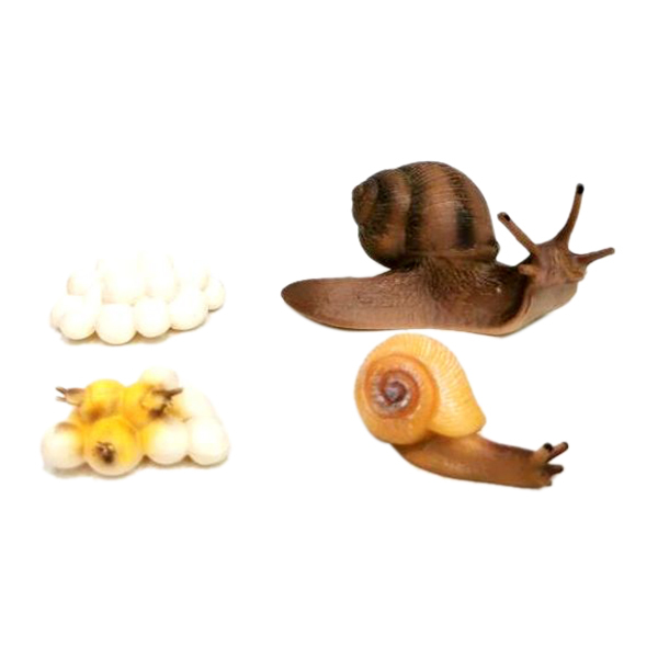 蜗牛生长周期  塑料