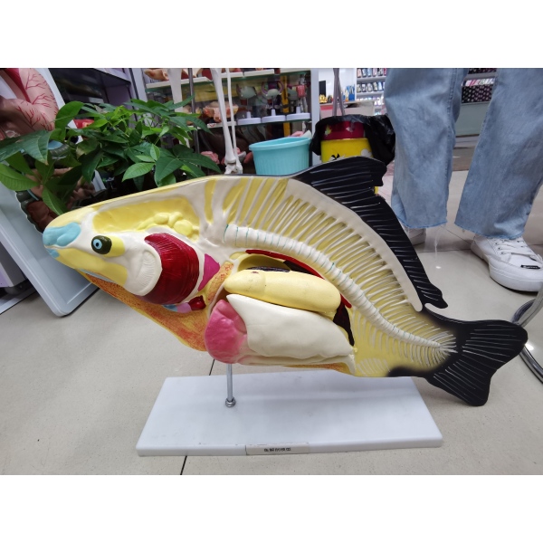 鱼模型 塑料