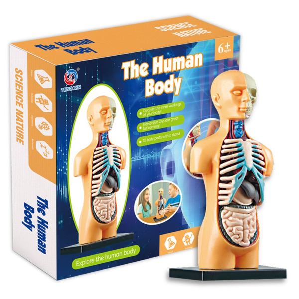 人体模型 塑料