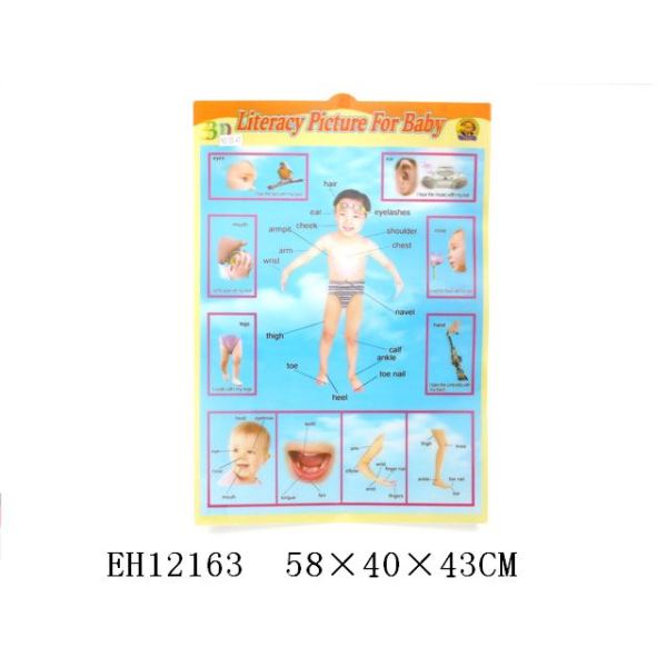 幼儿识人体部位名称挂图(50pcs/bag) 挂历 纸质
