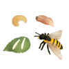 蜜蜂生长周期  塑料