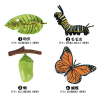 蝴蝶成长周期组合 塑料
