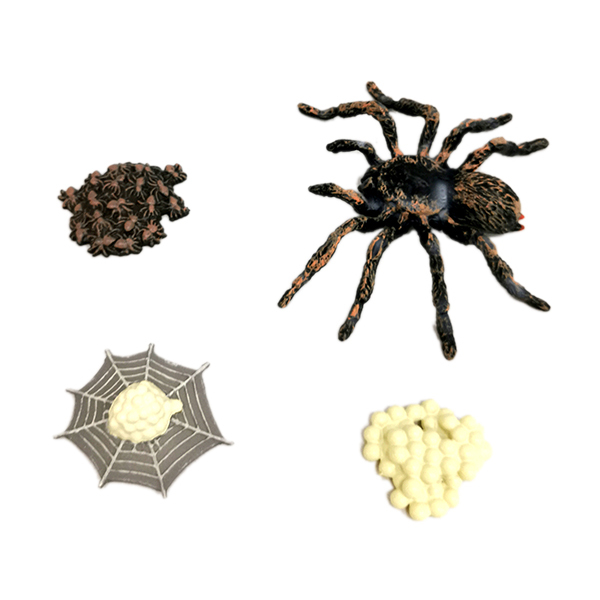 巴西白漆头蜘蛛生长周期  塑料