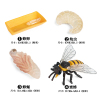 蜜蜂成长周期组合 塑料