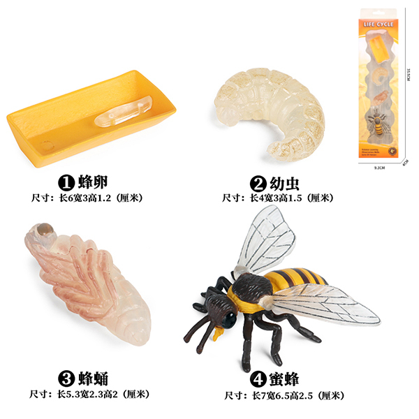 蜜蜂成长周期组合 塑料