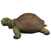 搪胶陆龟模型 搪胶