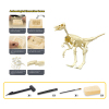 考古挖掘拼装恐龙-猛犸象  石膏