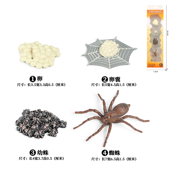 蜘蛛成长周期组合 塑料