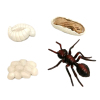 1蚂蚁生长周期  塑料