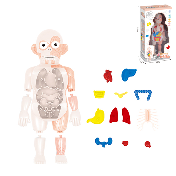 人体模型组合 塑料