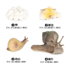 蜗牛成长周期组合 塑料