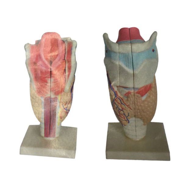 喉管模型 塑料