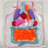 人体内脏器官教育玩具 大肠心脏内脏学习围裙 幼儿园生物课堂教育玩具 布绒