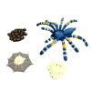 巴西白漆头蜘蛛生长周期  塑料