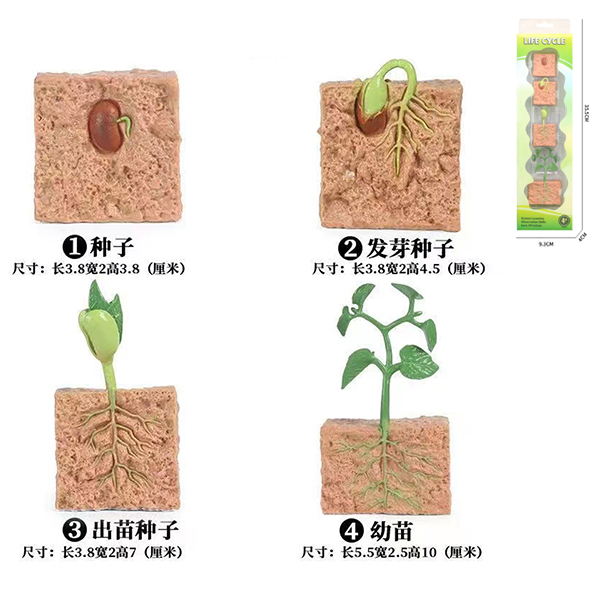 种子成长周期组合 塑料