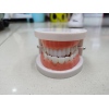 牙齿模型 多色 塑料