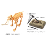 考古恐龙套装-公猛犸象  石膏