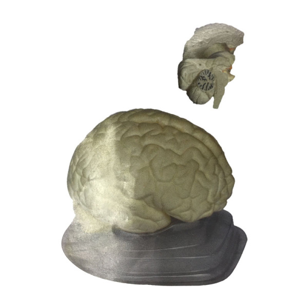 脑子模型 塑料