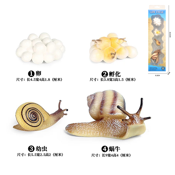 蜗牛成长周期组合 塑料