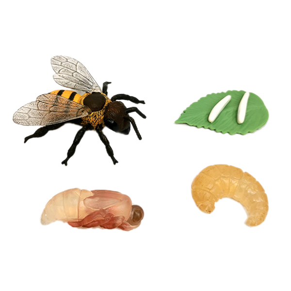 2蜜蜂生长周期  塑料
