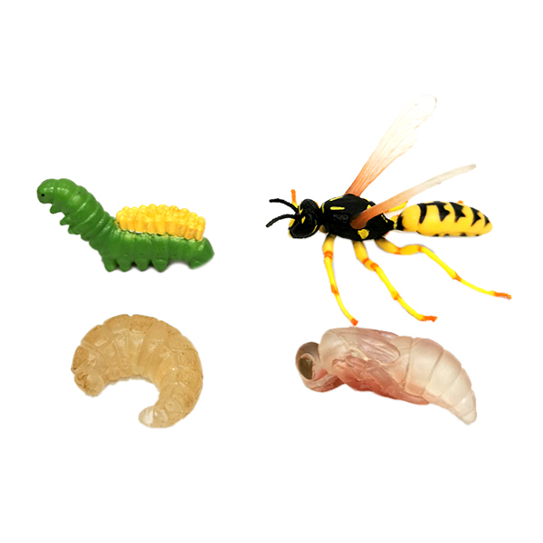 大黄蜂生长周期 塑料
