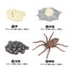 蜘蛛成长周期组合 塑料